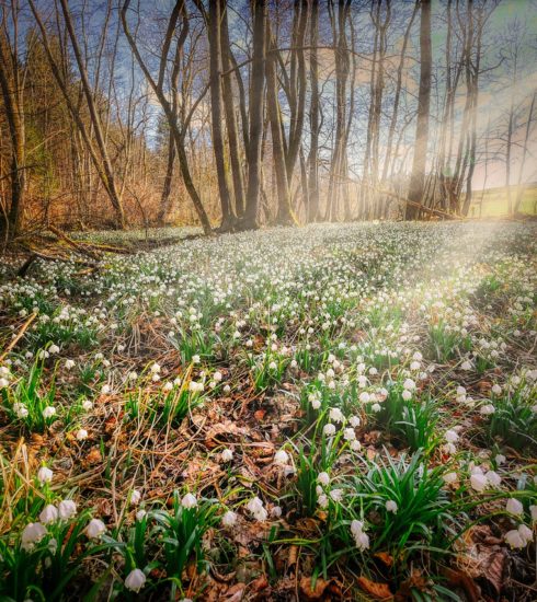 Forest Floor Flower Carpet  - fietzfotos / Pixabay