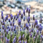 Lavenders Flowers Nature Purple  - enriquelopezgarre / Pixabay