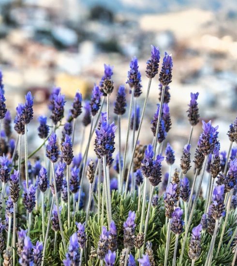 Lavenders Flowers Nature Purple  - enriquelopezgarre / Pixabay