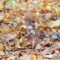 Squirrel Pet The Fur Red  - 15496251 / Pixabay