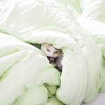 Cat Bed Blanket Duvet Hide Kitty  - Hans / Pixabay