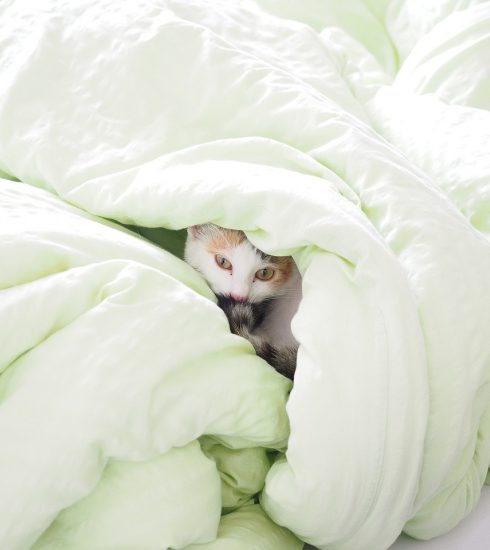 Cat Bed Blanket Duvet Hide Kitty  - Hans / Pixabay