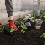 Greenhouse Planting Spring Beds  - Katya_Ershova / Pixabay