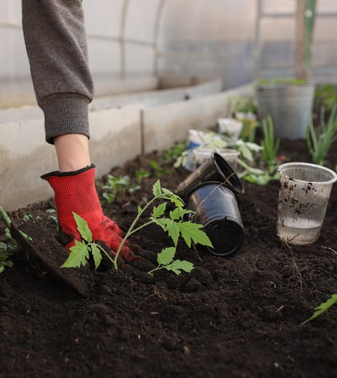 Greenhouse Planting Spring Beds  - Katya_Ershova / Pixabay