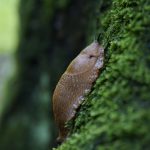 Slug Snail Moss Forest Tree Wet  - Foto_und_Pinsel / Pixabay