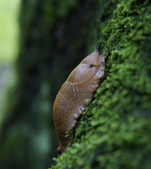Slug Snail Moss Forest Tree Wet  - Foto_und_Pinsel / Pixabay
