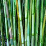 Bamboo Rods Bamboo Rods Bamboo Cane  - matthiasboeckel / Pixabay