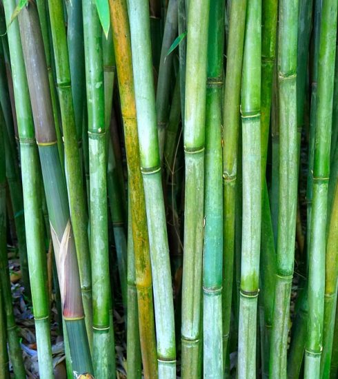 Bamboo Rods Bamboo Rods Bamboo Cane  - matthiasboeckel / Pixabay