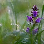 Bugleweed Flower Dew Dewdrops  - Pat_Scrap / Pixabay
