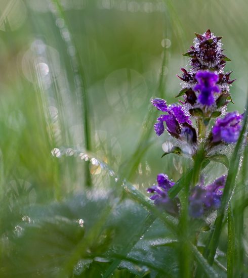 Bugleweed Flower Dew Dewdrops  - Pat_Scrap / Pixabay