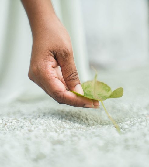 Bo Leaf Leaf Hand Grab Pick Clean  - kalyanayahaluwo / Pixabay