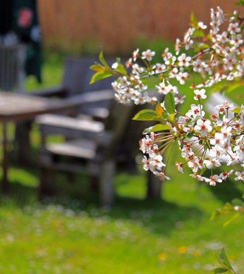 Spring Cherry Blossoms Cherry Tree  - KRiemer / Pixabay