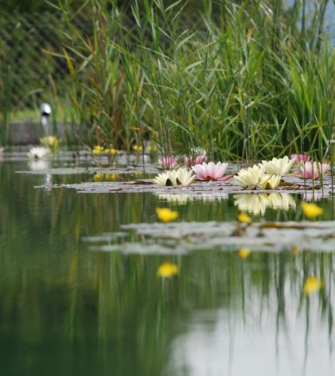 swimming pond, bio pond, pond