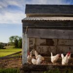 chicken coop, farm, chickens