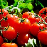 tomatoes, fruit, food, harvest, produce, organic, natural, red tomatoes, fresh, market, tomatoes, tomatoes, tomatoes, tomatoes, tomatoes