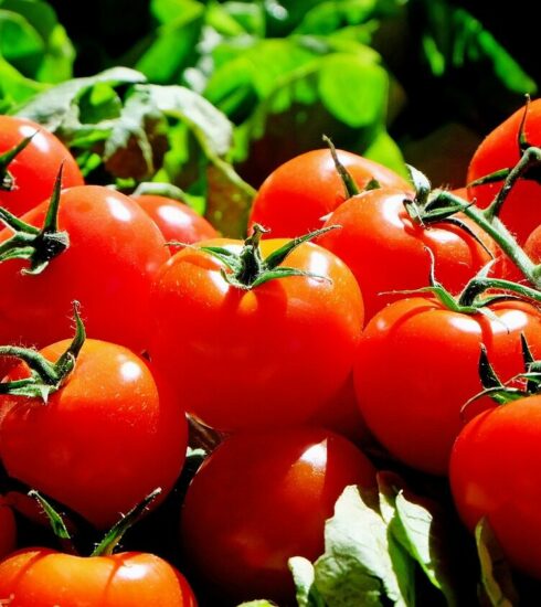 tomatoes, fruit, food, harvest, produce, organic, natural, red tomatoes, fresh, market, tomatoes, tomatoes, tomatoes, tomatoes, tomatoes